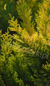 Cyprysowiec Leylanda 'Gold Rider'